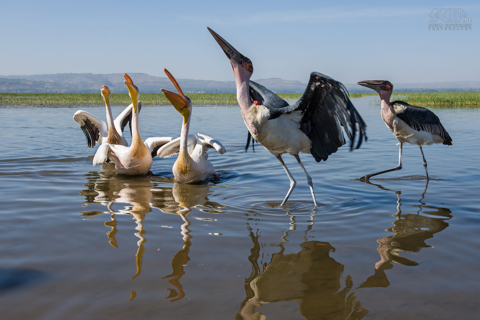 Lake Awassa - Pelicans and maraboes  Stefan Cruysberghs